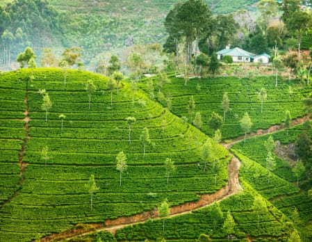 A Whiff Of Sri Lanka: Tea Plantations More From A UAE Travelers Eyes.