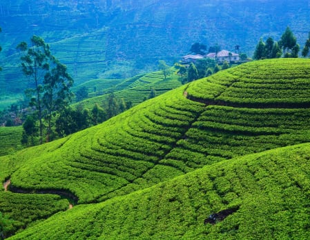 A Whiff Of Sri Lanka: Tea Plantations More From A UAE Travelers Eyes.