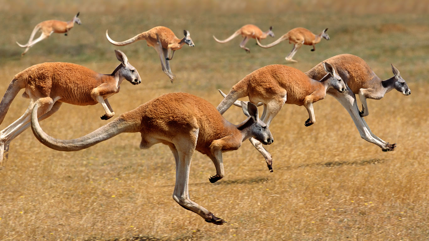 Chasing Kangaroos: A Memorable Trip From UAE To Australia’s Outback.