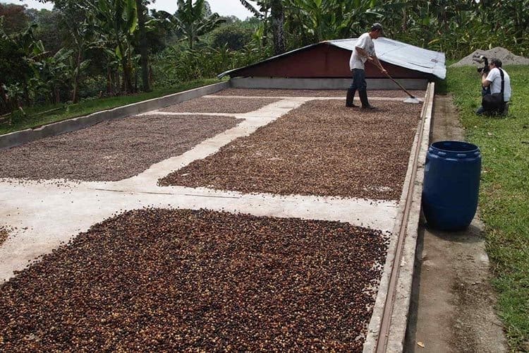 Coffee Tales: From UAE To Colombia’s Coffee Plantations.
