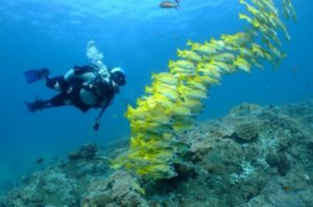 Diving Deep: Exploring The Colorful Coral Reefs Of Fujairah