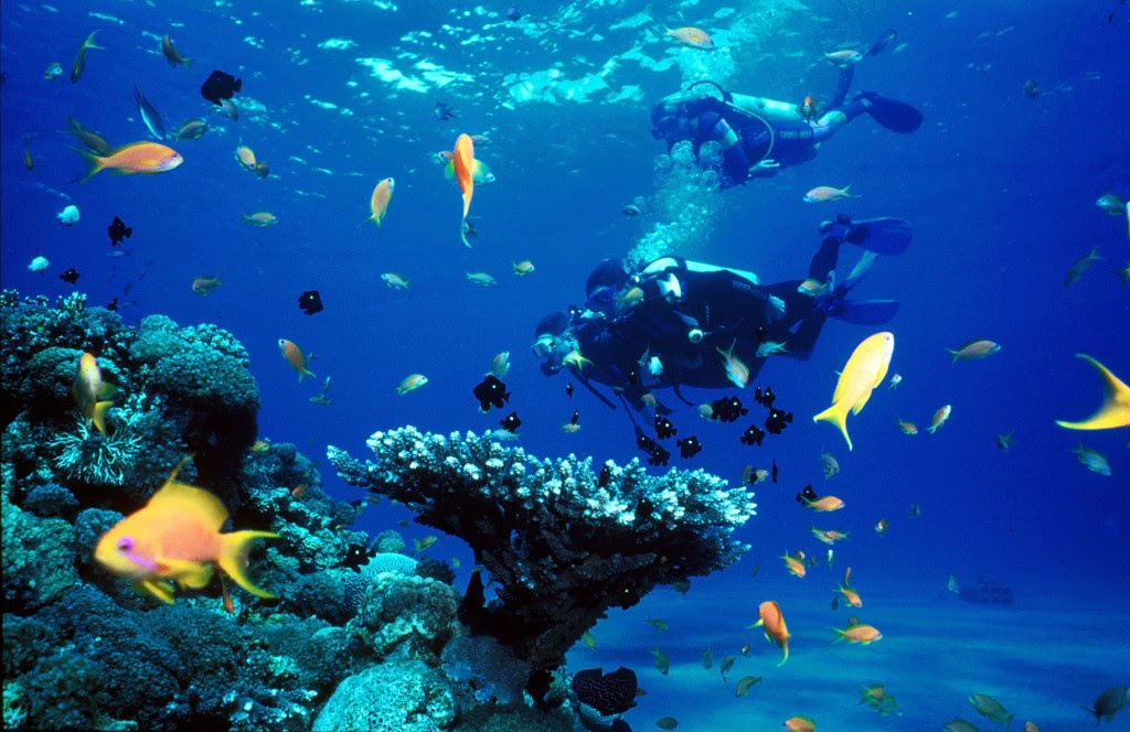 Diving Deep: Exploring The Colorful Coral Reefs Of Fujairah