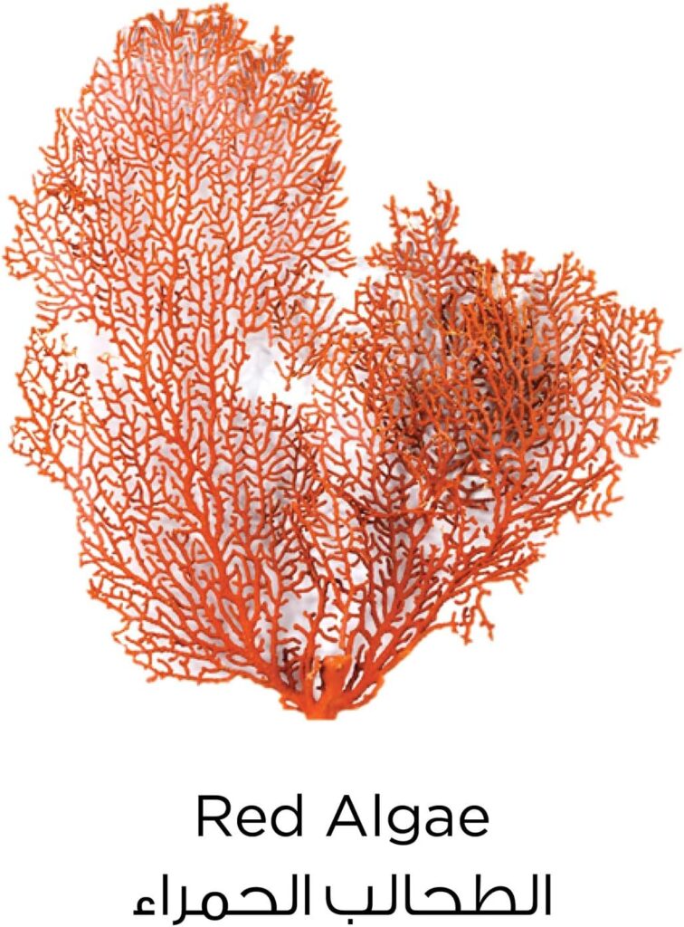 LOreal Paris Pure Clay Red Face Wash With Red Algae, Exfoliates Brightens, 150 ml