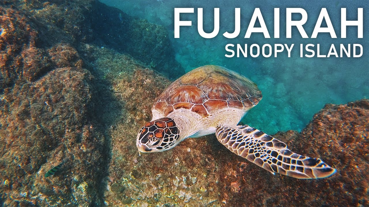 Secrets Of The Sea: Snorkeling Spots To Explore In Fujairah