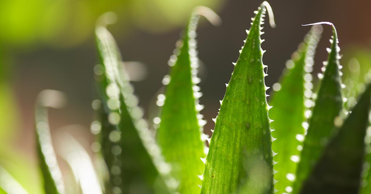 The Wonders Of Aloe: More Than Just Sunburn Relief