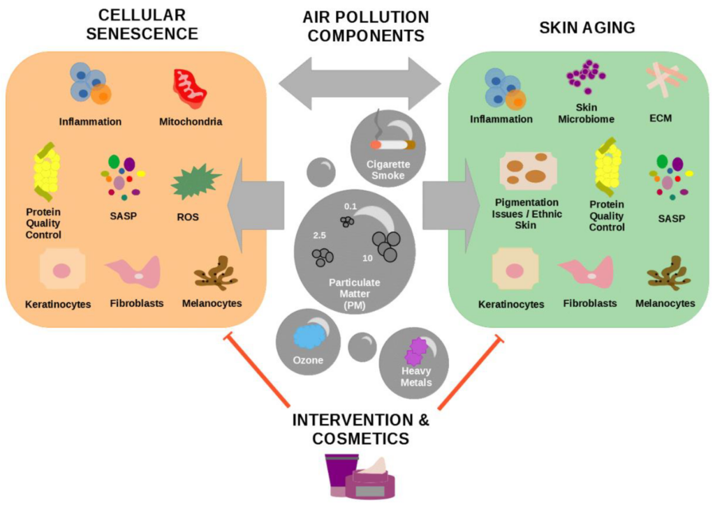 Skin Stressors: Environmental Impacts On Different Skin Types