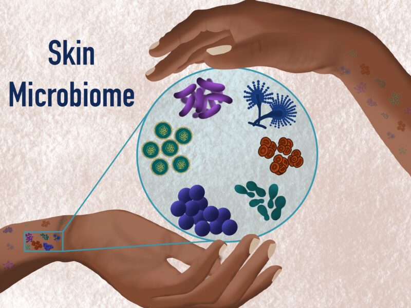 Skin Microbiome: The World Of Good Bacteria And Skin Health